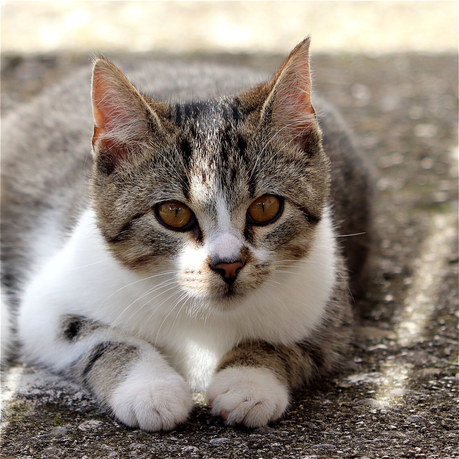 Canon EF 70-300 F4-5.6 IS II USM sample photo. Cat, pet, cat's eyes photography