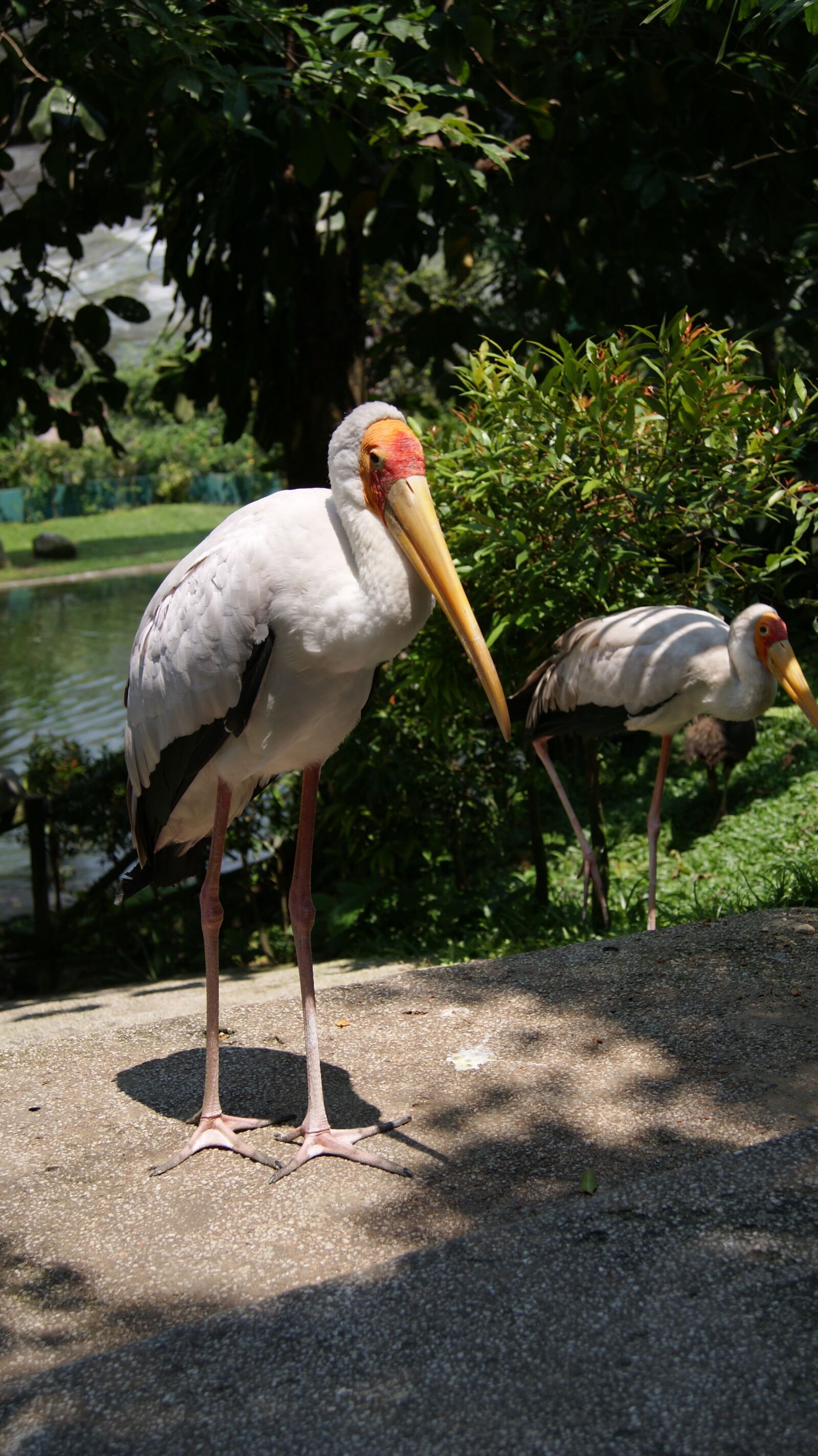 Sony Alpha DSLR-A330 sample photo. Bird, animal, nature photography