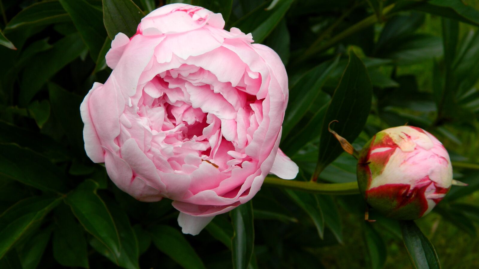 Nikon Coolpix L120 sample photo. Peony, pink, flower photography
