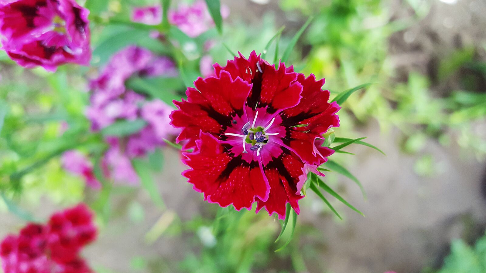 Samsung Galaxy S6 sample photo. Sweet william, dianthus, carnation photography