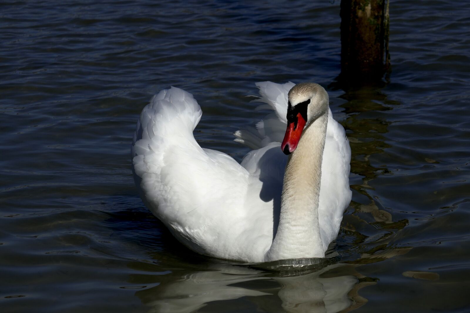 Panasonic Lumix DMC-ZS100 (Lumix DMC-TZ100) sample photo. Swan, animals, water photography