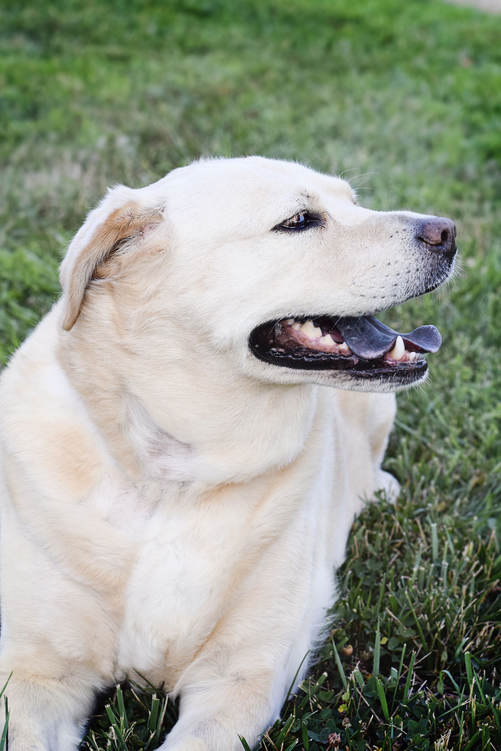 Nikon D5300 sample photo. Dog, labrador, chow photography