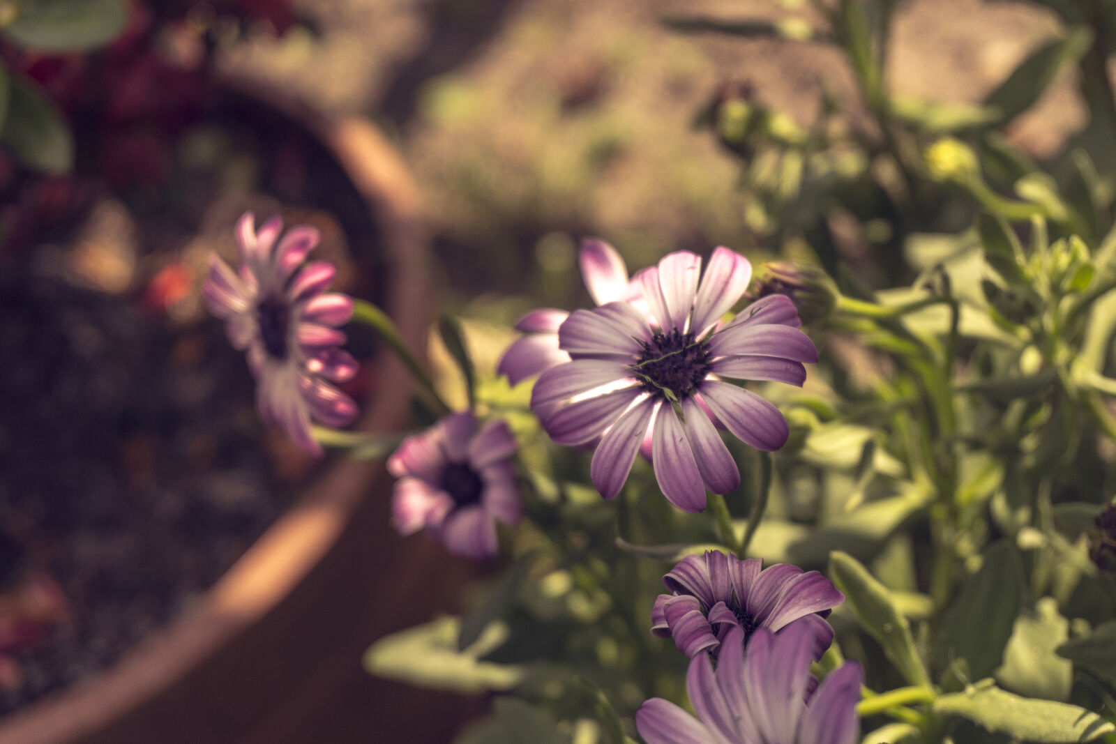 Sony a6000 sample photo. Nature, flowers, grass, flora photography