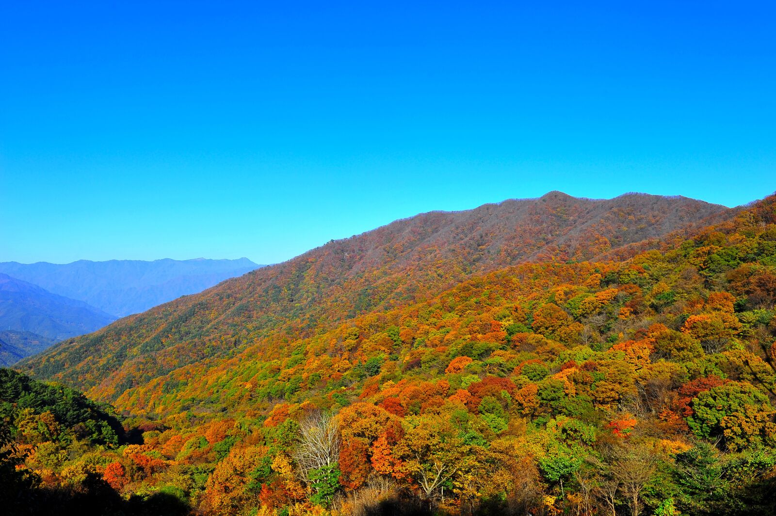Nikon D3S sample photo. Autumn, mountain, autumn leaves photography