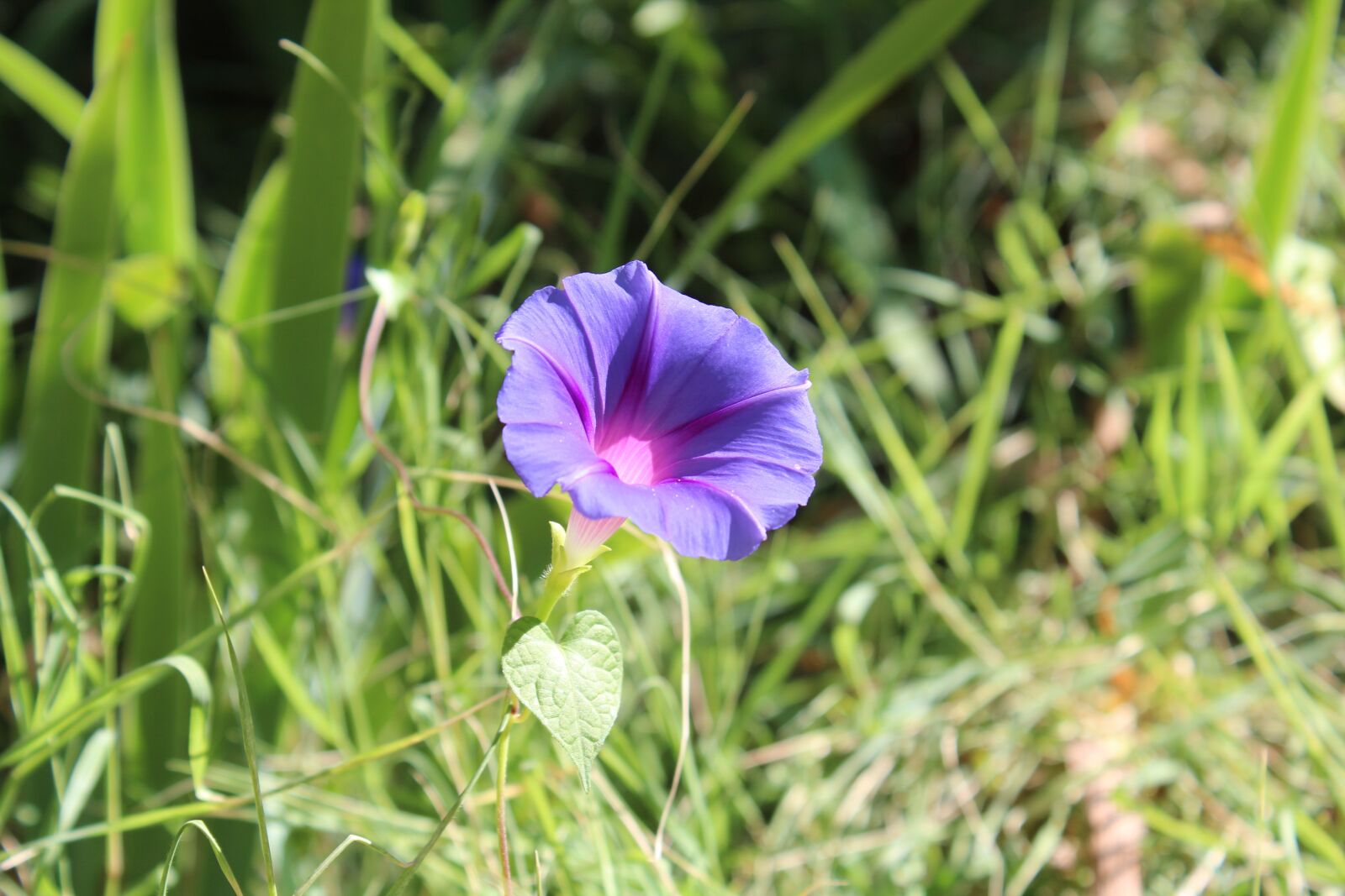 Canon EOS 600D (Rebel EOS T3i / EOS Kiss X5) sample photo. Flower, violet, flowers photography