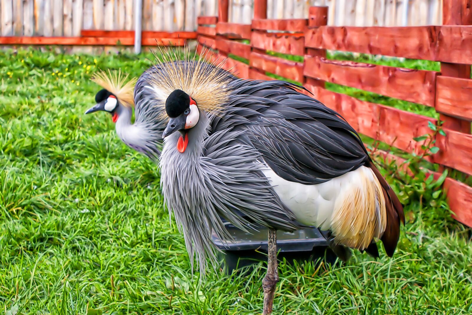 Sony Alpha DSLR-A300 sample photo. Wallpaper, birds, rock photography