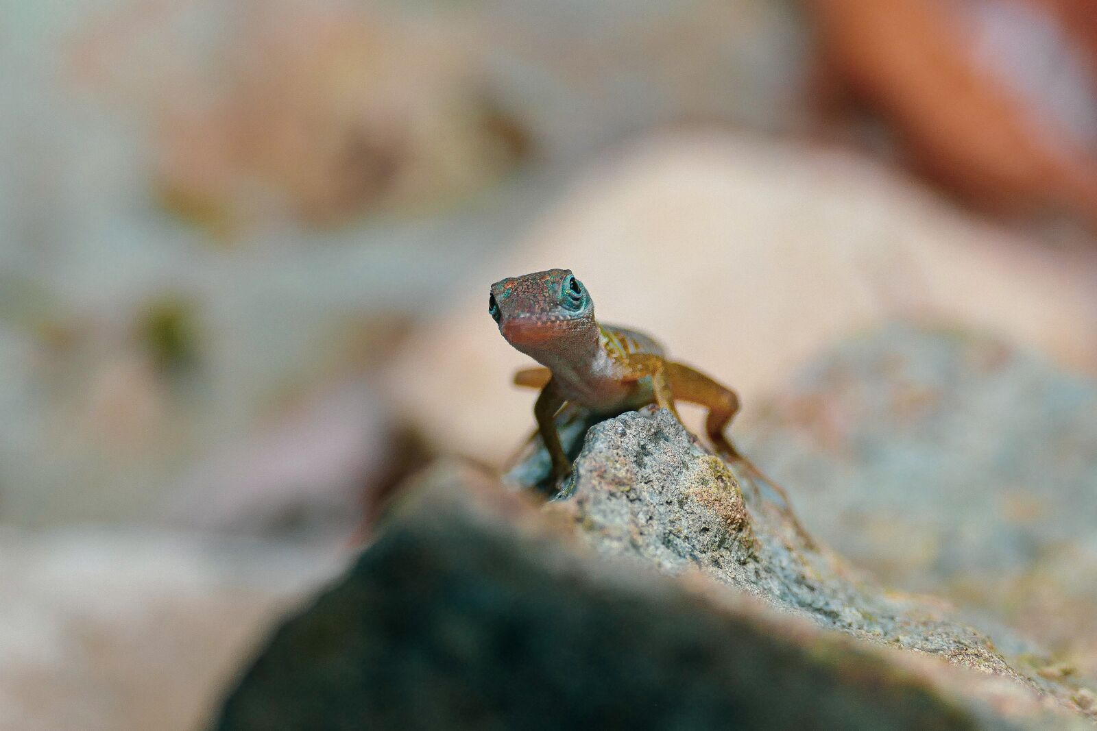 Panasonic Lumix DMC-FZ1000 sample photo. Lizard, animal, nature photography