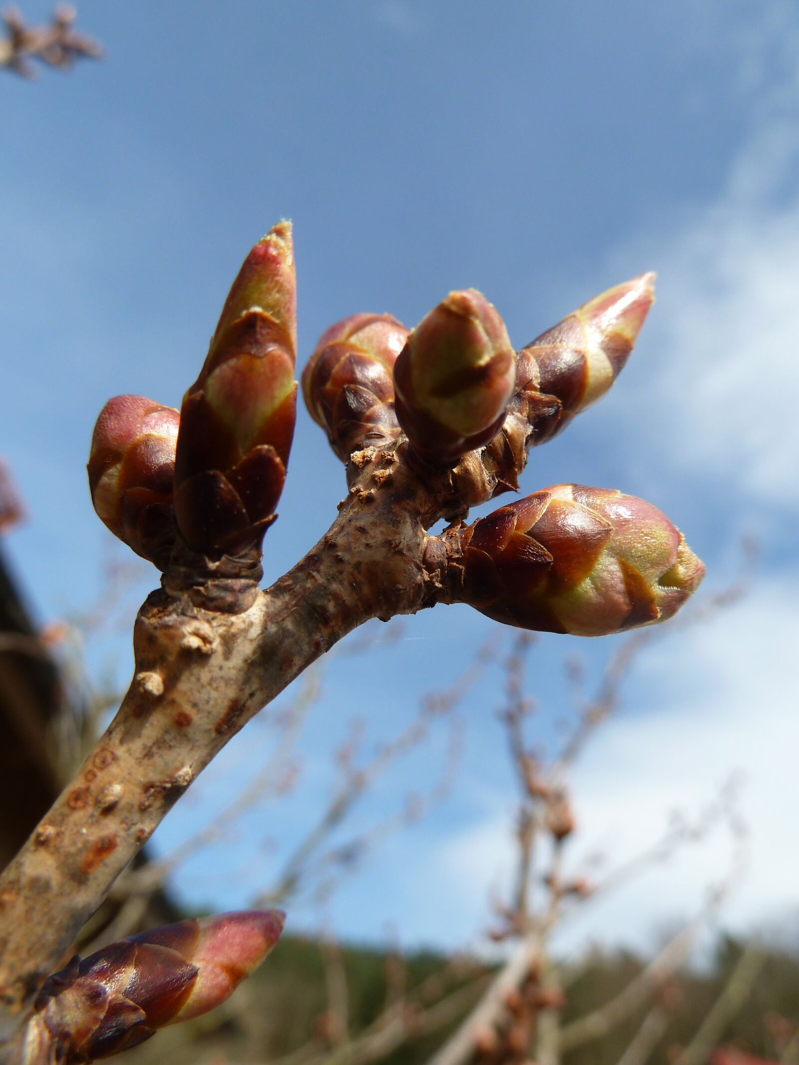 Panasonic Lumix DMC-ZS7 (Lumix DMC-TZ10) sample photo. Tree, bud, spring photography