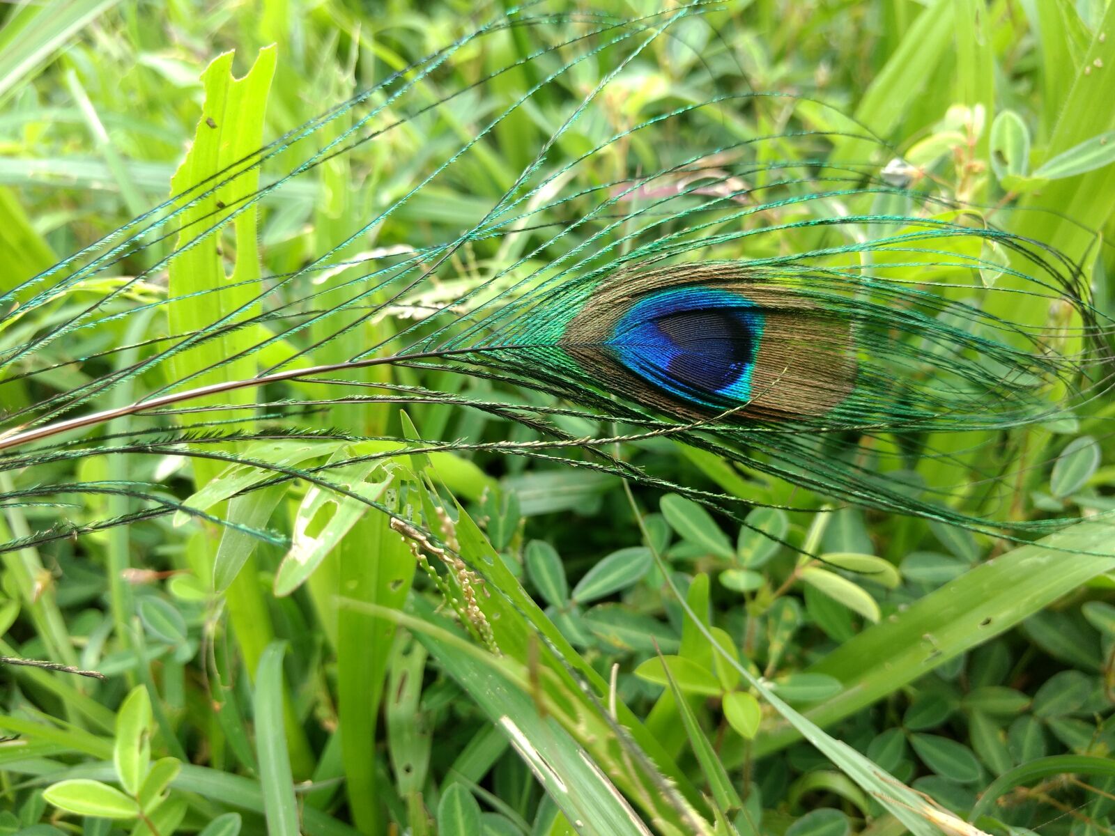 Motorola Moto G (4) sample photo. Nature, loardkrishana, god photography
