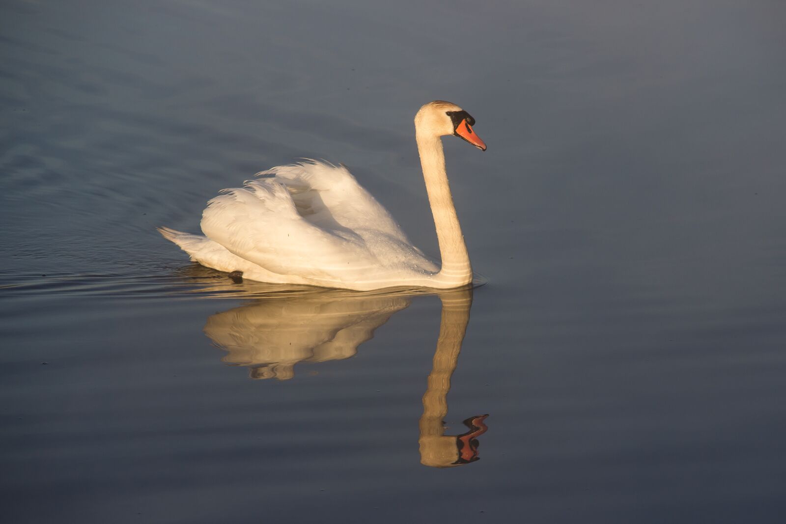 Canon EOS 600D (Rebel EOS T3i / EOS Kiss X5) sample photo. Animal, mute swan, swan photography