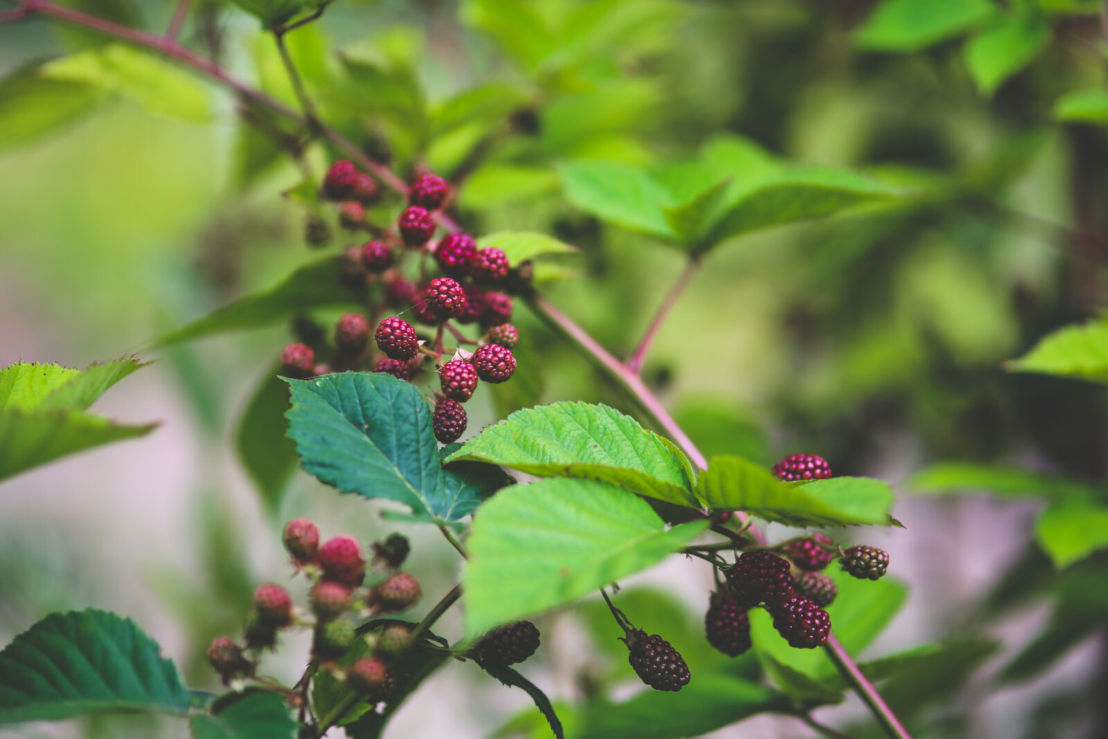 Canon EOS 6D + Sigma 85mm F1.4 EX DG HSM sample photo. Young, blackberries, ii photography