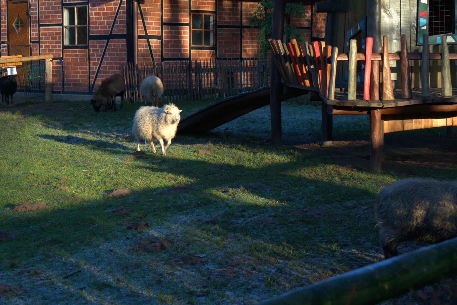 Sony a7 II + Sony Vario Tessar T* FE 24-70mm F4 ZA OSS sample photo. Farm, sheep, lamb photography