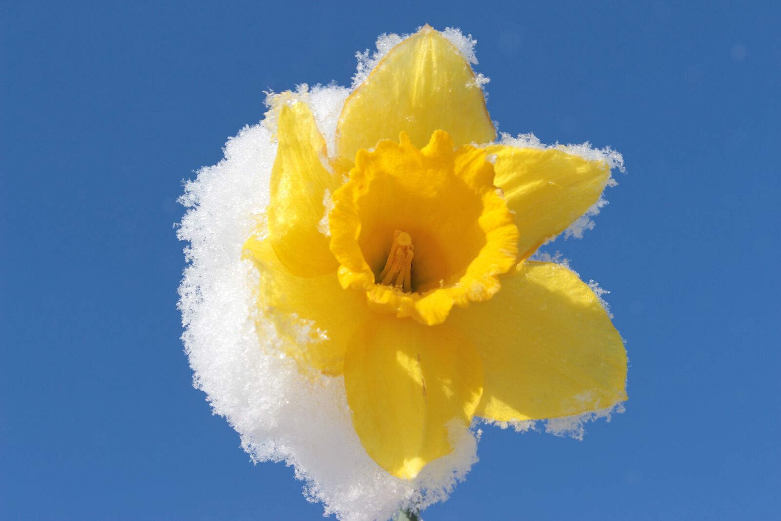 Canon EOS 650D (EOS Rebel T4i / EOS Kiss X6i) sample photo. Narcissus, blossom, bloom photography