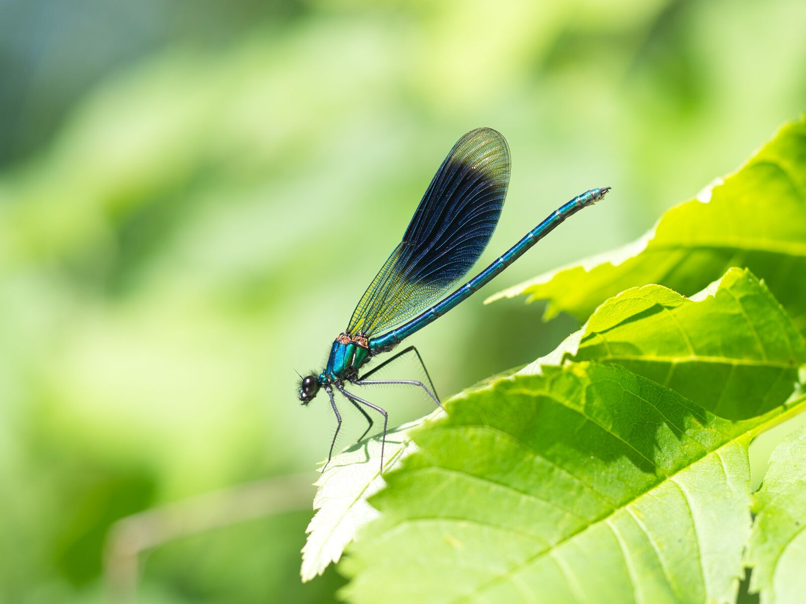 Olympus OM-D E-M10 III sample photo. Dragonfly, demoiselle, insect photography