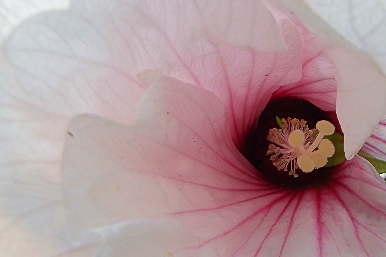 Fujifilm FinePix SL1000 sample photo. Hibiscus, giant hibiscus, blossom photography