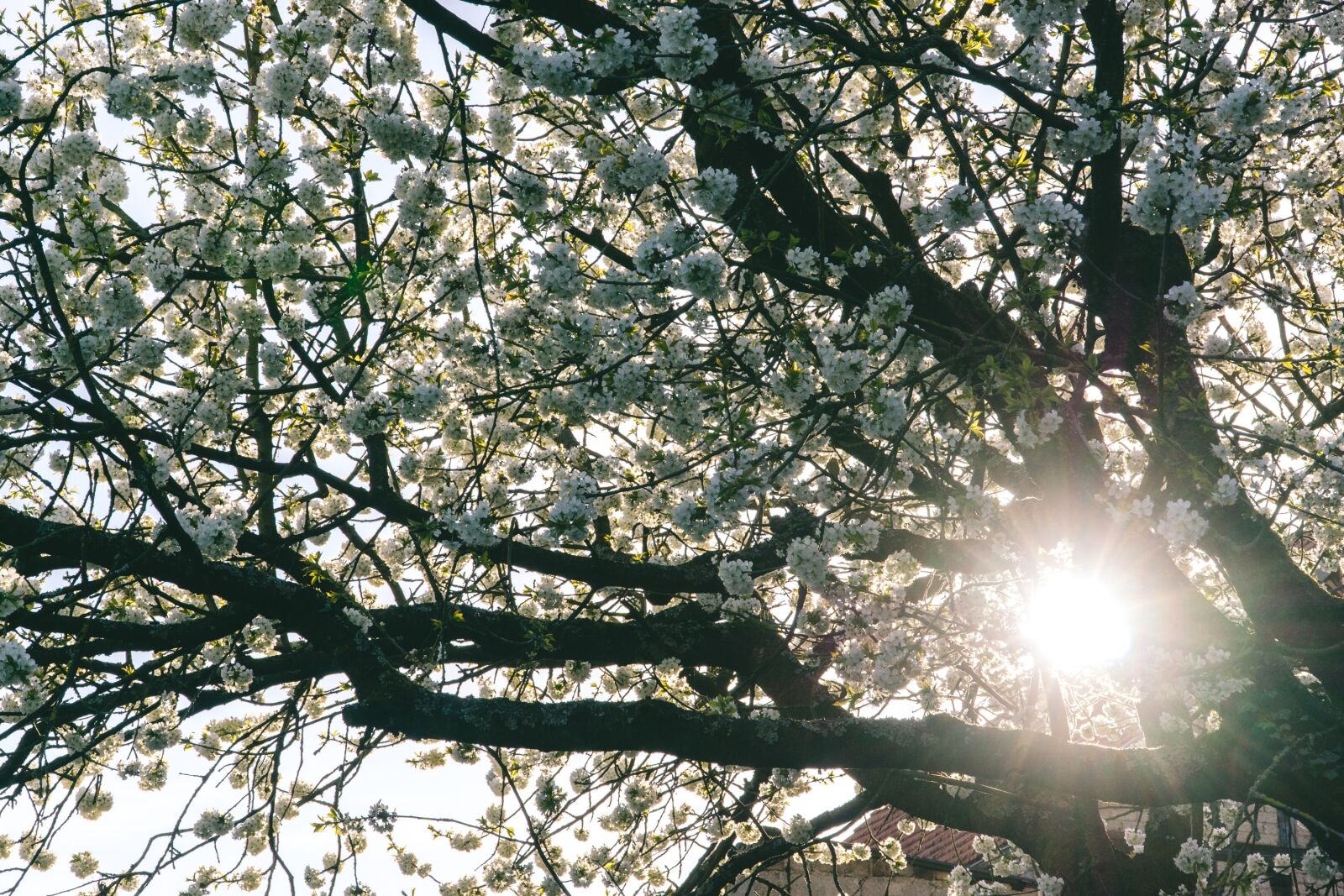 Sony a6000 + Sony E PZ 18-105mm F4 G OSS sample photo. Cherry tree, nature, spring photography