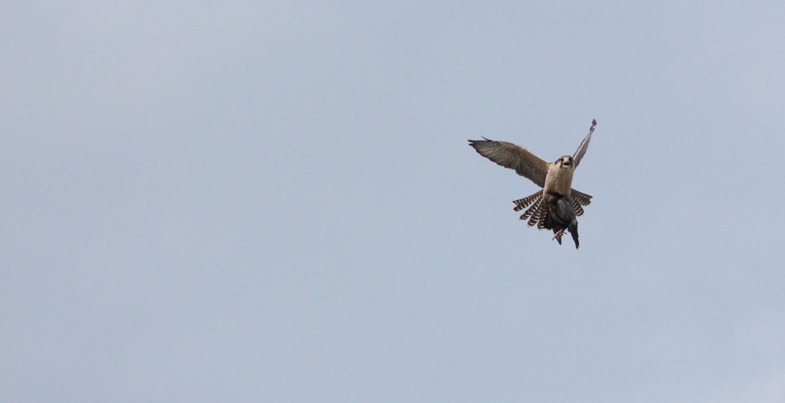 Canon EOS 650D (EOS Rebel T4i / EOS Kiss X6i) sample photo. Bird of prey, nature photography