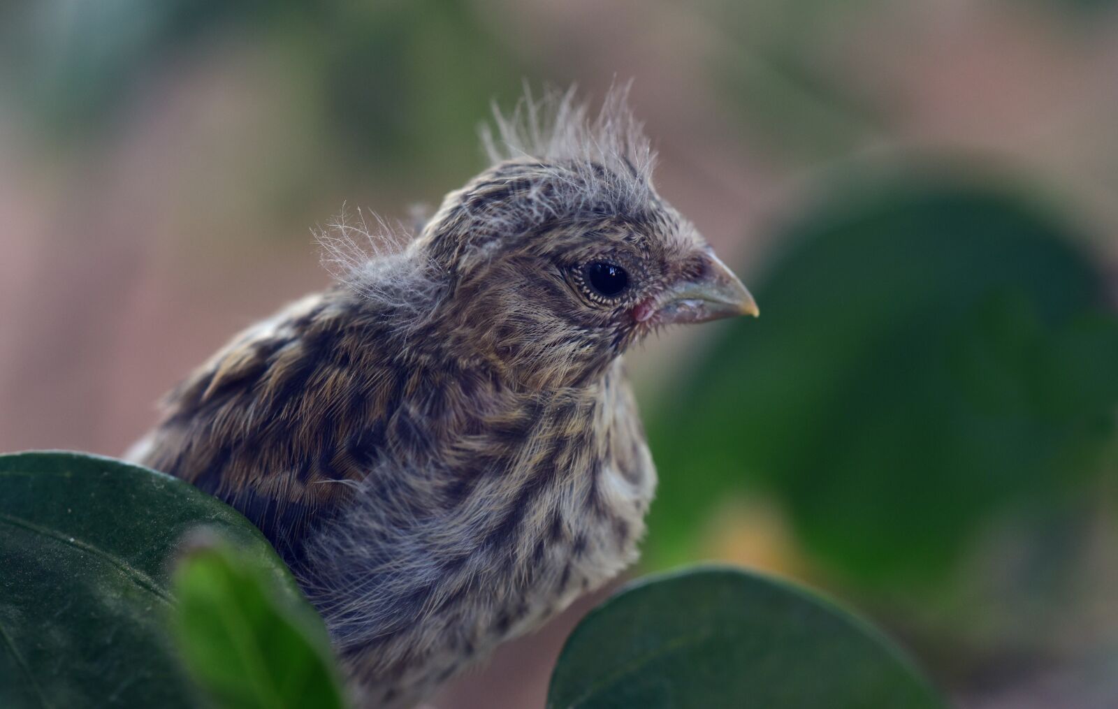 Nikon D750 sample photo. Bird, chicks, nest escape photography