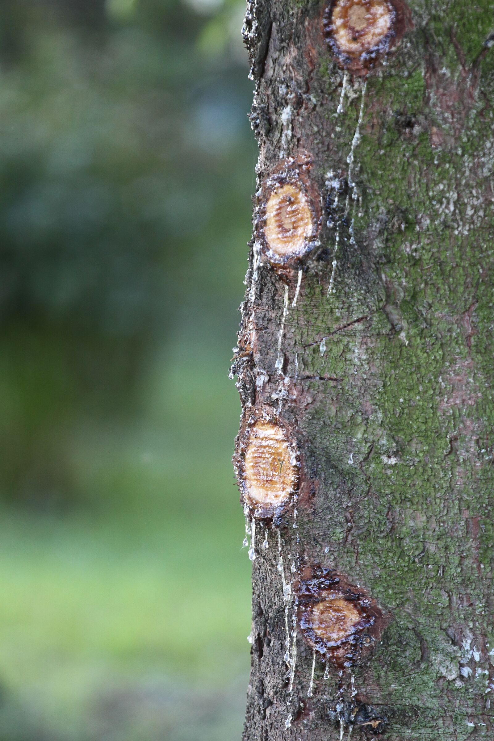 Canon EOS 500D (EOS Rebel T1i / EOS Kiss X3) sample photo. Tree, water, resin photography