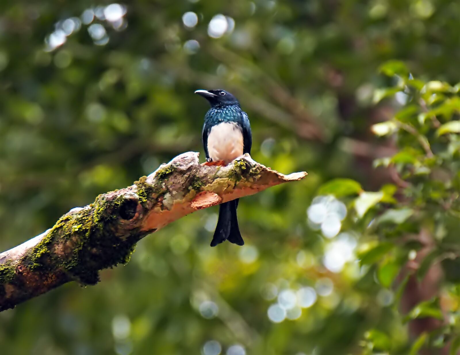 Olympus OM-D E-M1 sample photo. White-bellied drongo, wild, bird photography