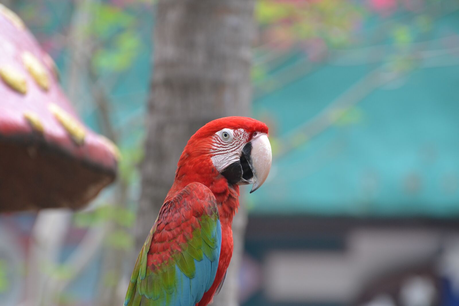 Nikon D3100 sample photo. Bird, macaw, parrot photography