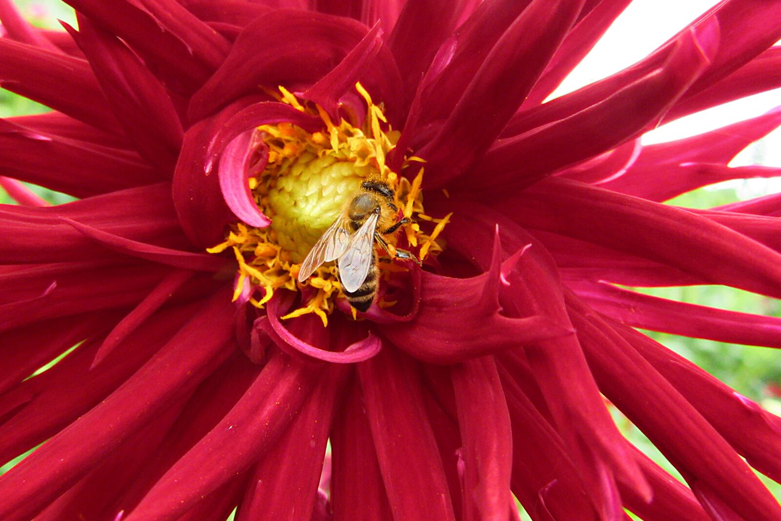 Canon PowerShot SX610 HS sample photo. Dahlia, red, flower photography
