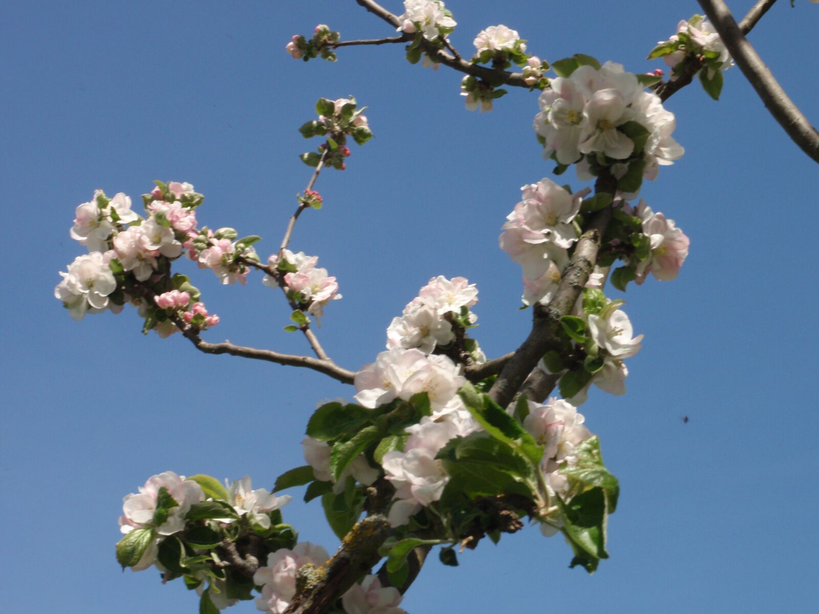 Olympus u9000,S9000 sample photo. Flowers, prunus, branch photography