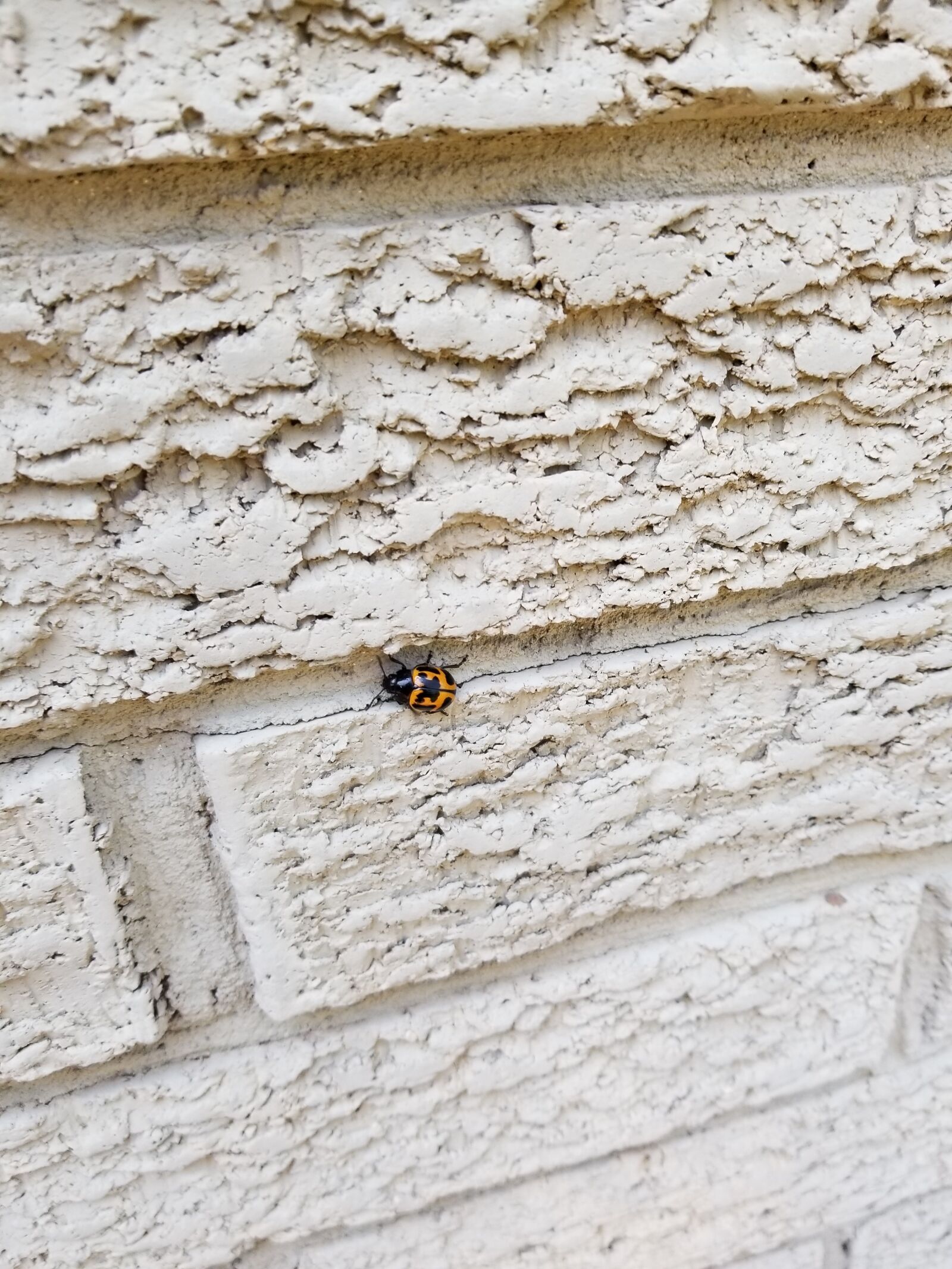 Samsung Galaxy S8 Active sample photo. Orange, insect, bug photography
