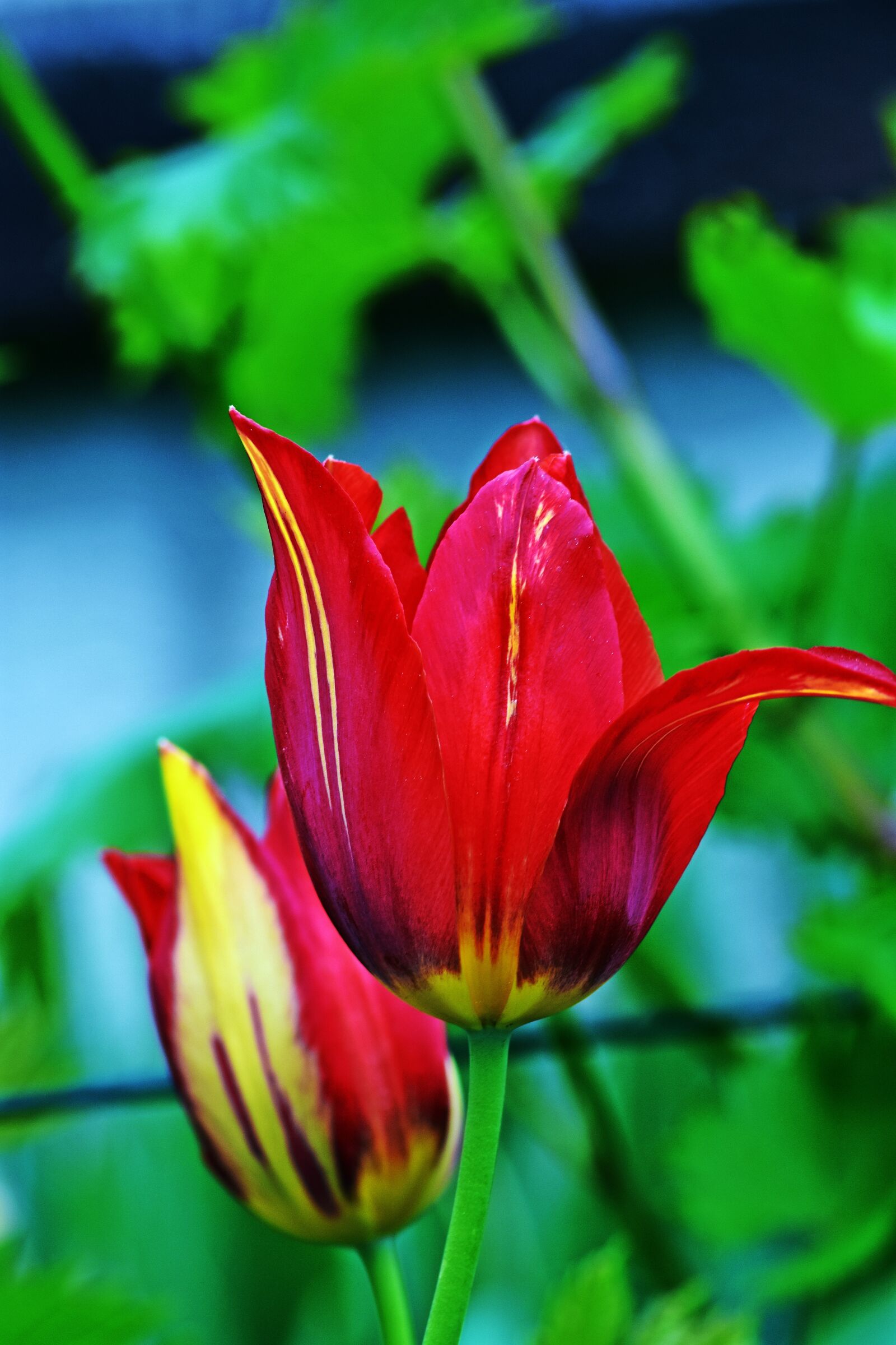 Nikon D3400 sample photo. Nature, flower, plant photography