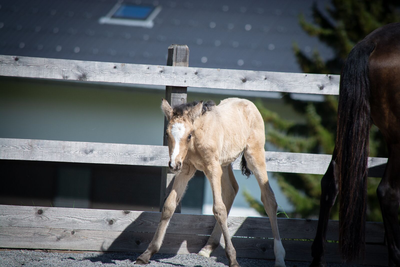 Nikon D7100 sample photo. Foal, newborn, young animal photography