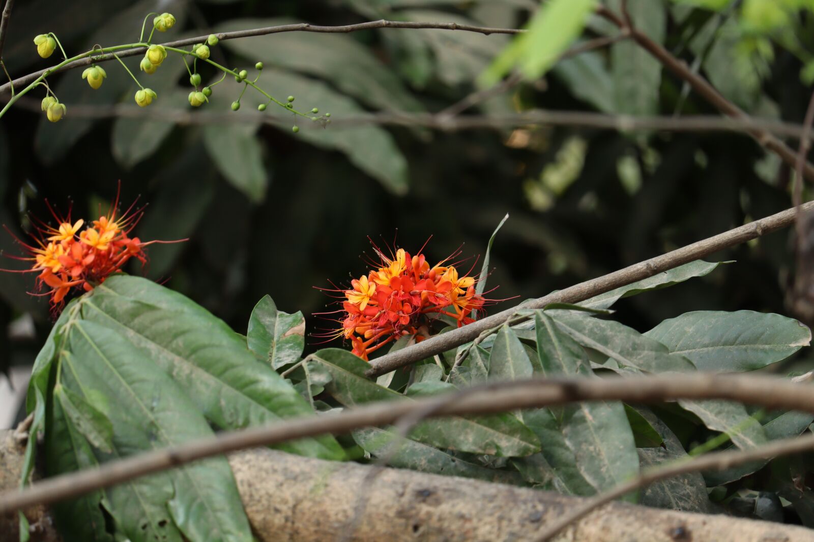 Canon EOS 250D (EOS Rebel SL3 / EOS Kiss X10 / EOS 200D II) sample photo. Hibiscus, kerala, nature photography