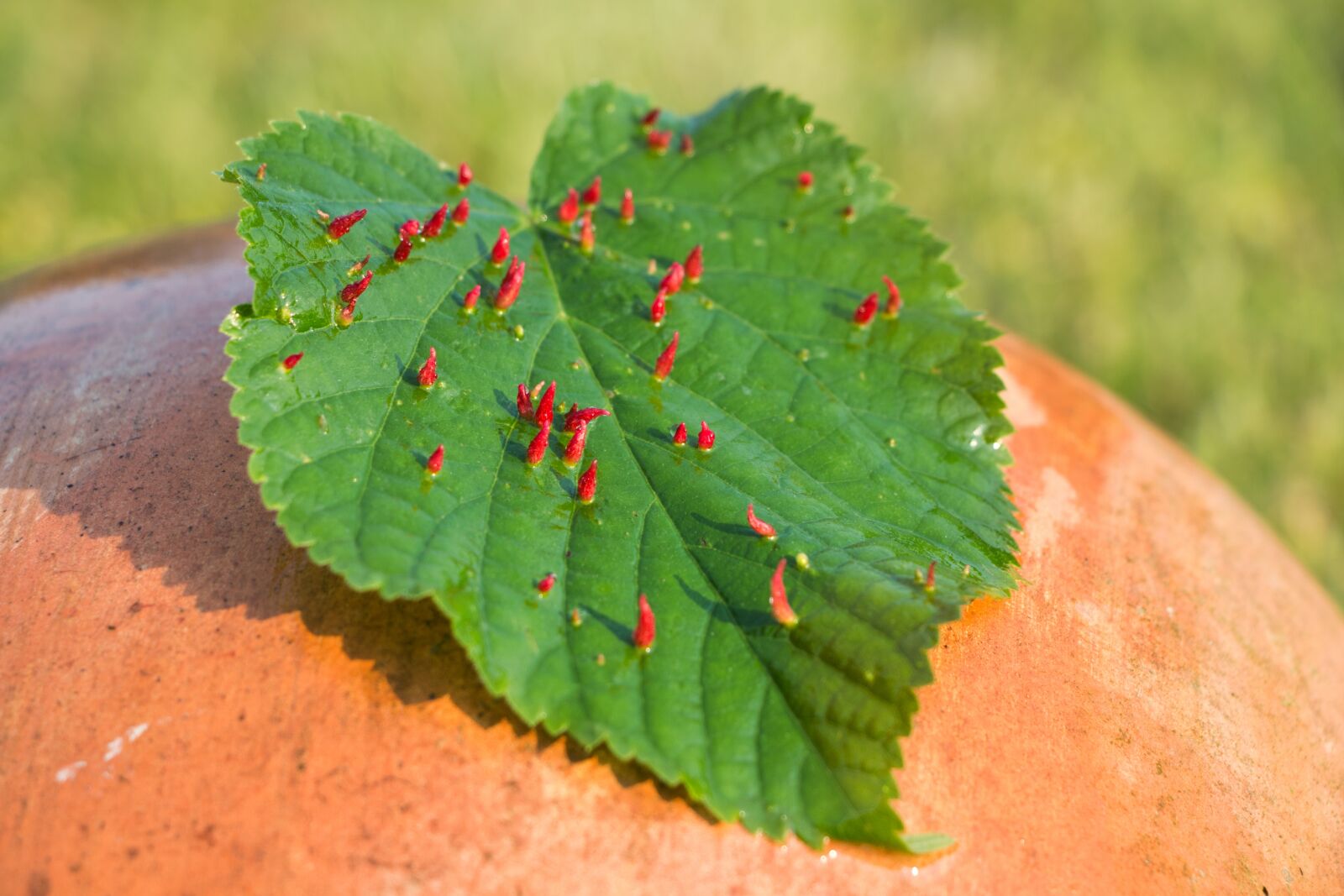 Canon EOS 70D sample photo. Nature, plant, close up photography