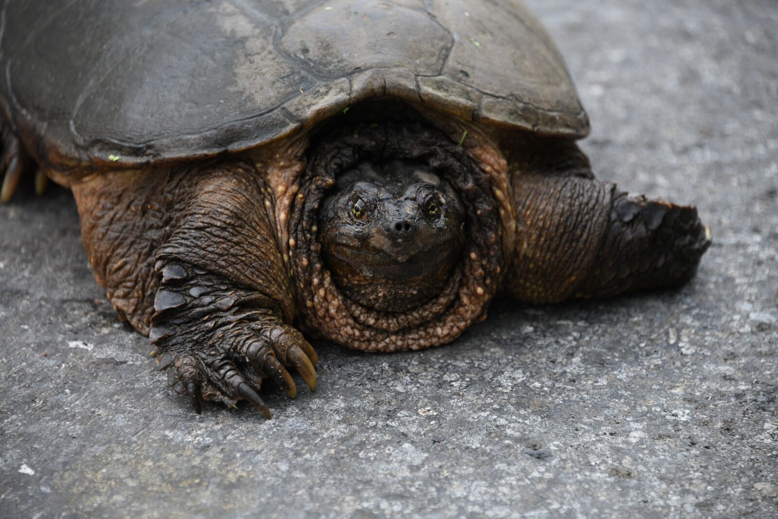 Nikon D850 sample photo. Snapping, turtle, reptile photography