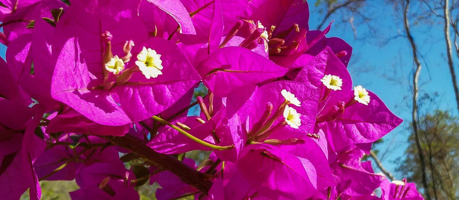 LG X STYLE sample photo. Spring, flowers, bougainville photography