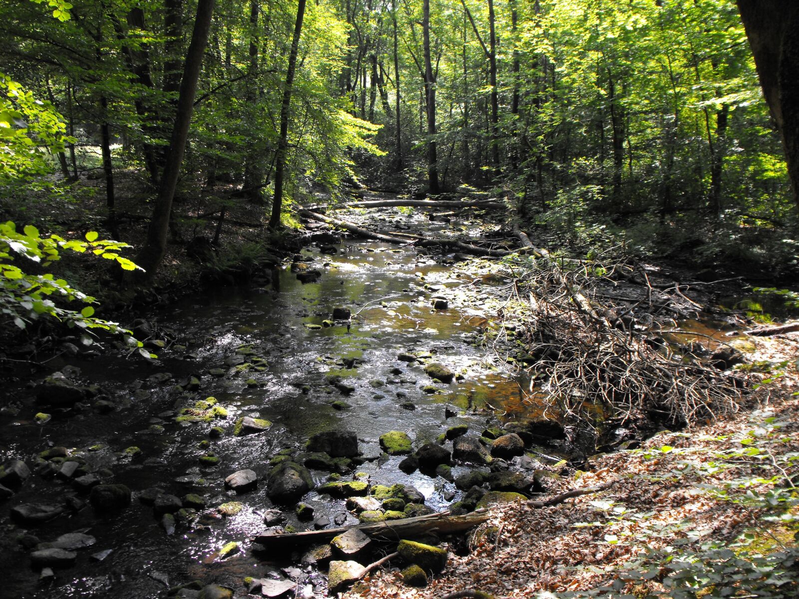 Fujifilm FinePix S1000fd sample photo. The creek, forest, summer photography
