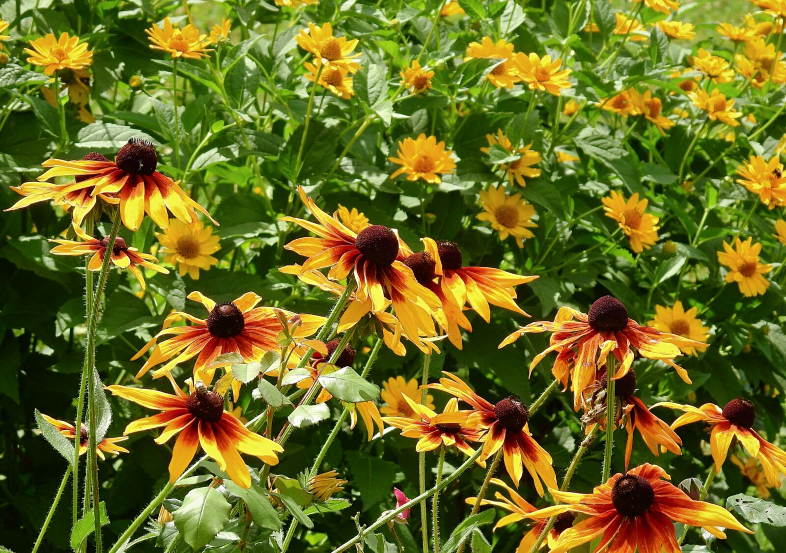 Nikon Coolpix P900 sample photo. Flowers, colorful, nature photography