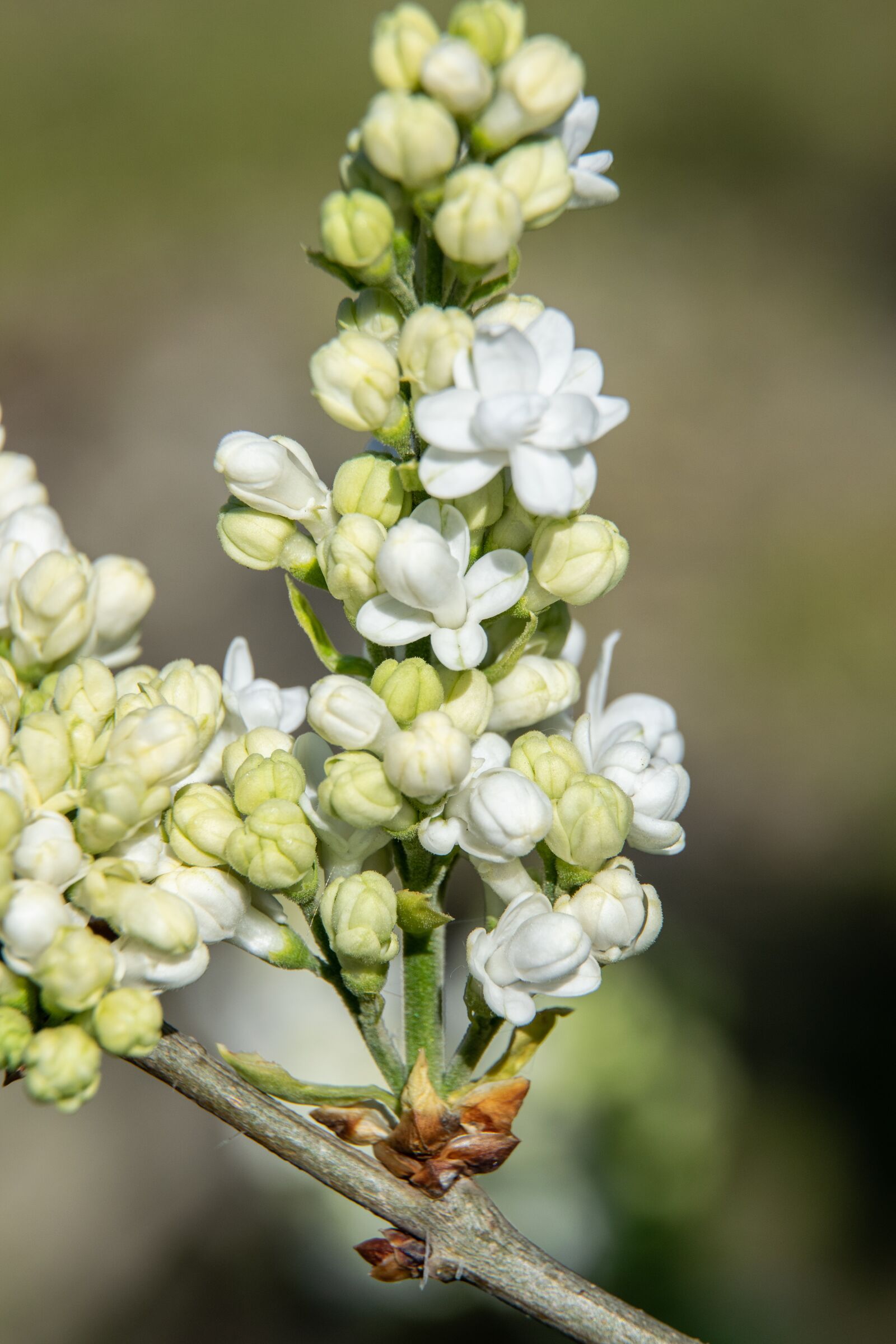 Nikon D3300 sample photo. Flower, wood, bush photography