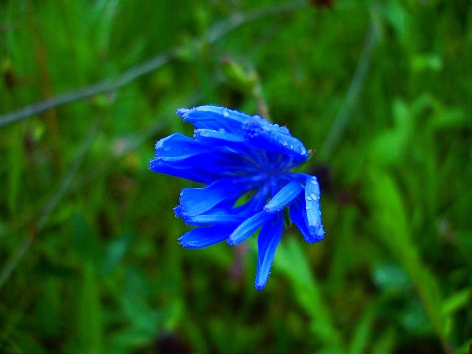 Sony DSC-P200 sample photo. Cornflower, meadow, wild flowers photography