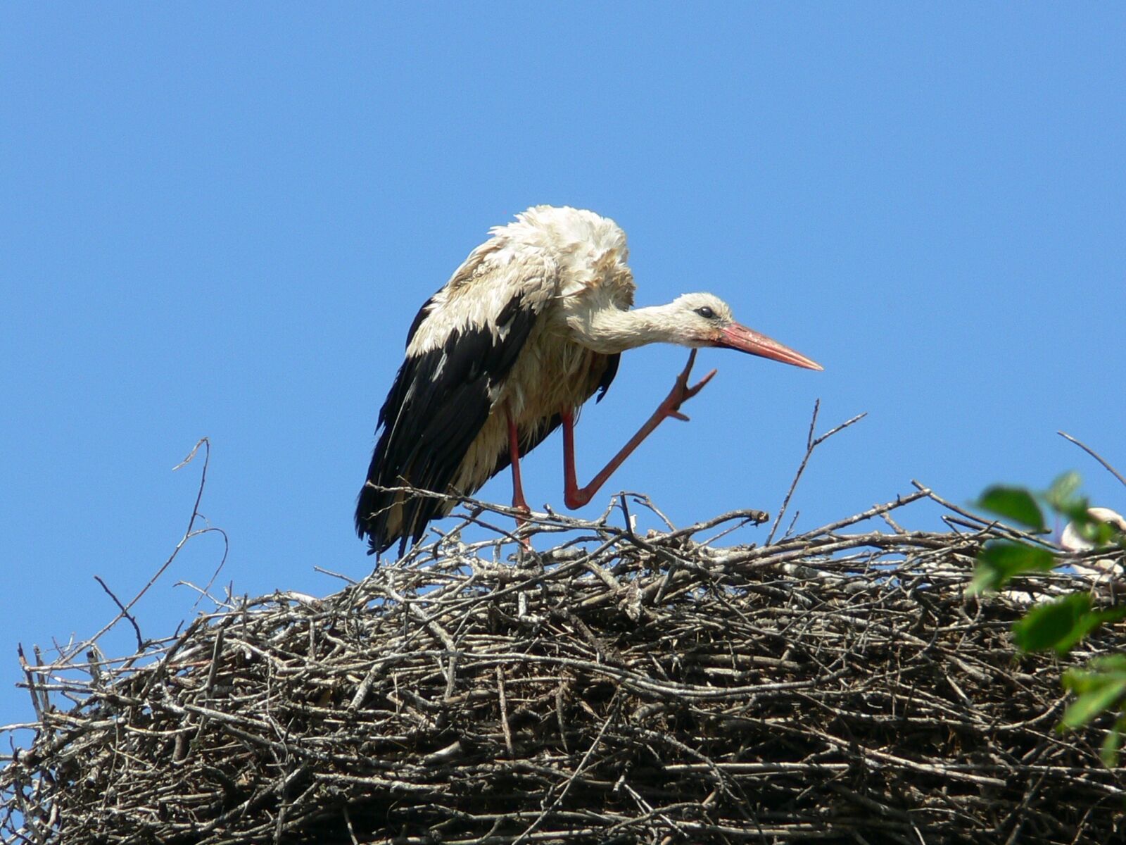 Panasonic DMC-FZ30 sample photo. Stork, nest, wild photography