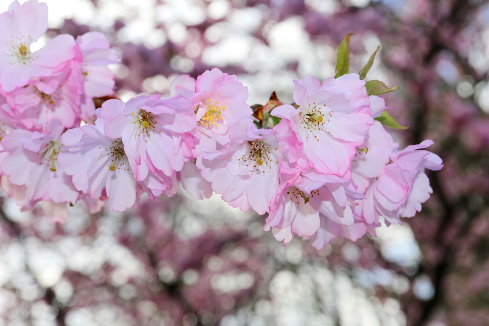 Canon EOS M5 + Canon EF-M 28mm F3.5 Macro IS STM sample photo. Japanese cherry trees, blossom photography