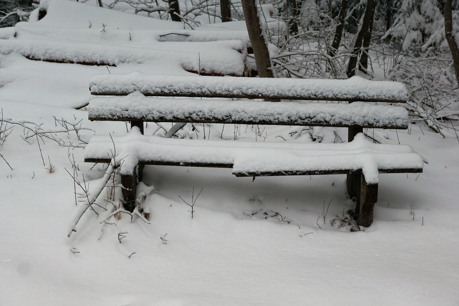 Sony ILCA-77M2 + Sony DT 16-50mm F2.8 SSM sample photo. Winter, snow, cold photography