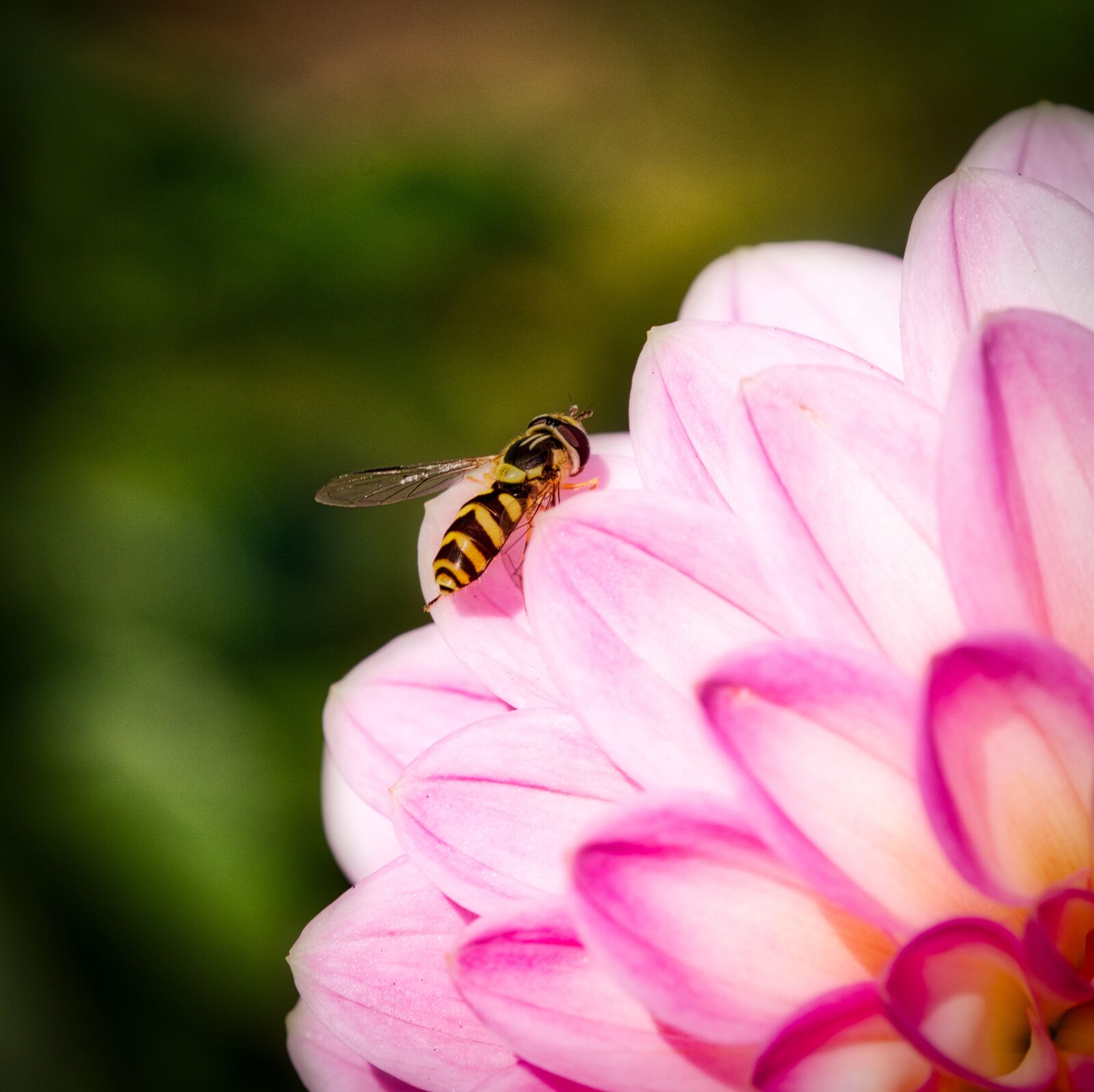 Canon EOS 200D (EOS Rebel SL2 / EOS Kiss X9) sample photo. Hover fly, blossom, bloom photography
