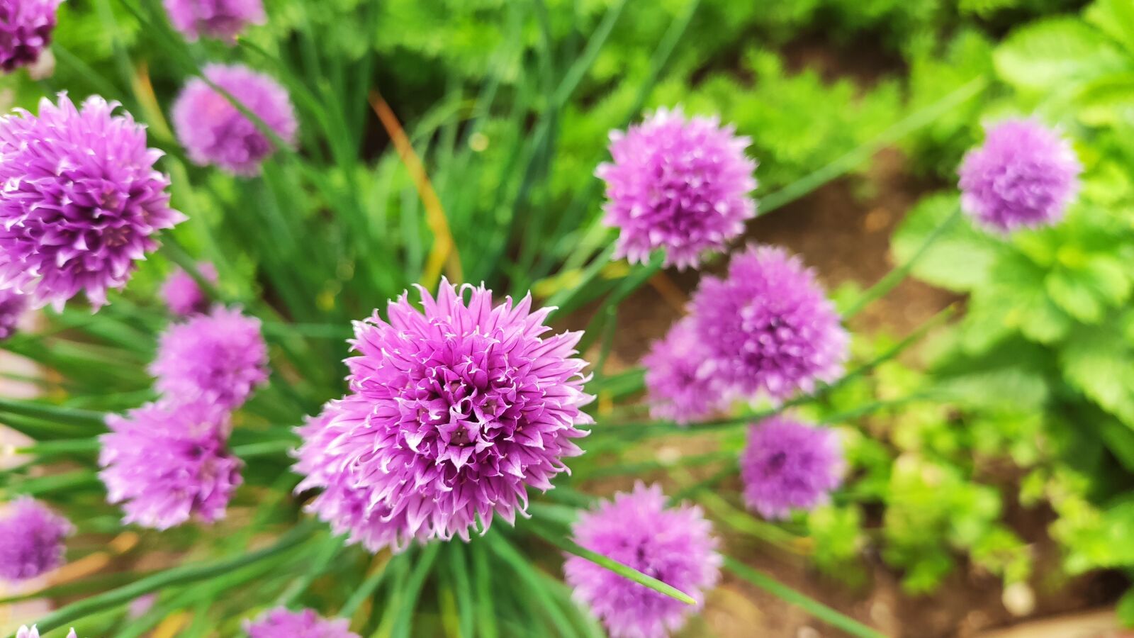 Xiaomi MI CC 9 sample photo. Garden, green, chives photography