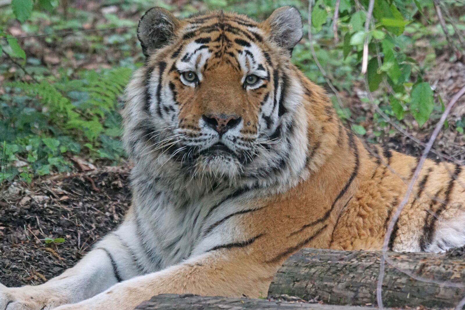 Sony ILCA-77M2 + Sony 70-400mm F4-5.6 G SSM sample photo. Amurtiger, tiger, big cat photography
