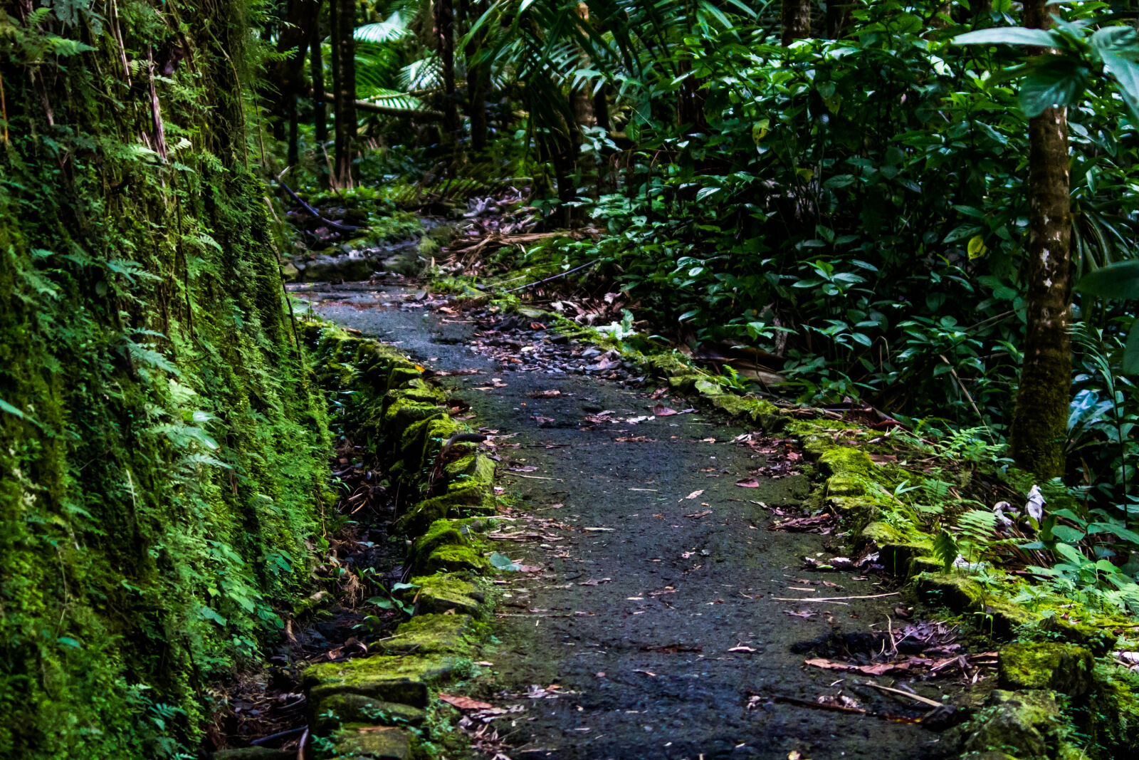 Canon EOS 600D (Rebel EOS T3i / EOS Kiss X5) sample photo. Rainforest, san, juan, puerto photography