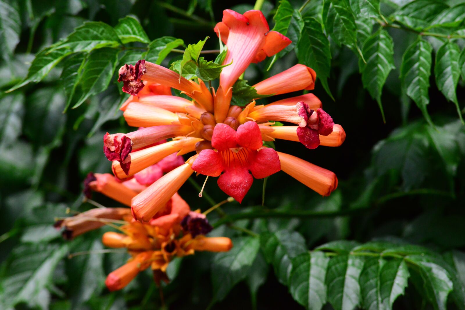 Nikon D800 sample photo. Trumpet vine, trumpet climber photography