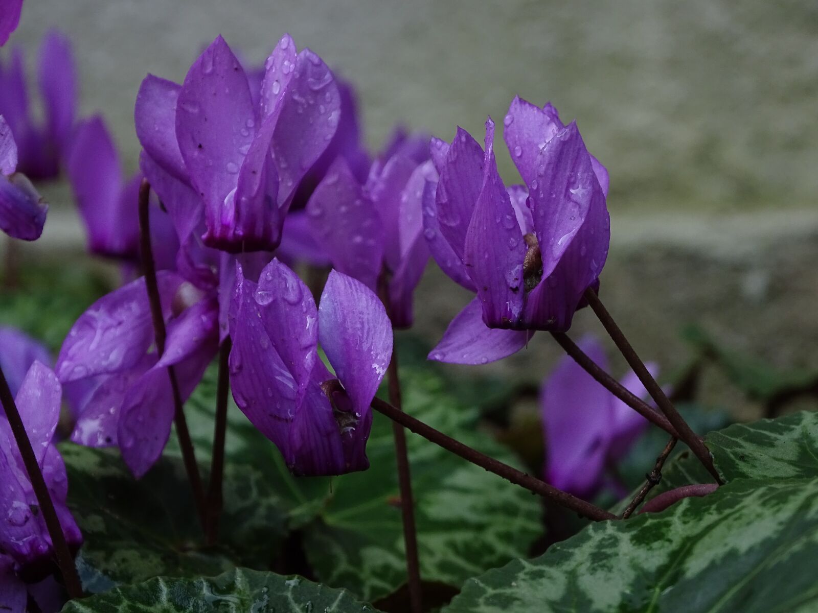 Sony Cyber-shot DSC-HX400V sample photo. Cyclamen, flower, water photography