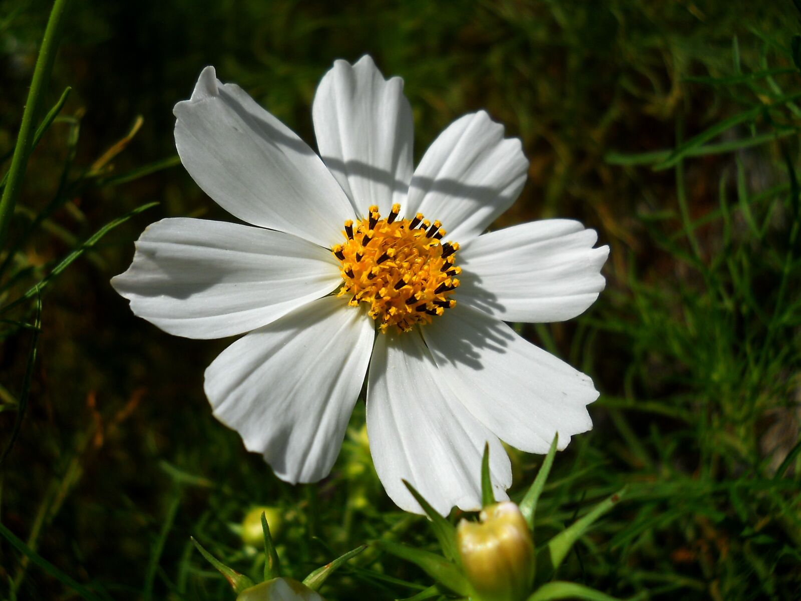 Nikon Coolpix L21 sample photo. Flowers, summer, nature photography
