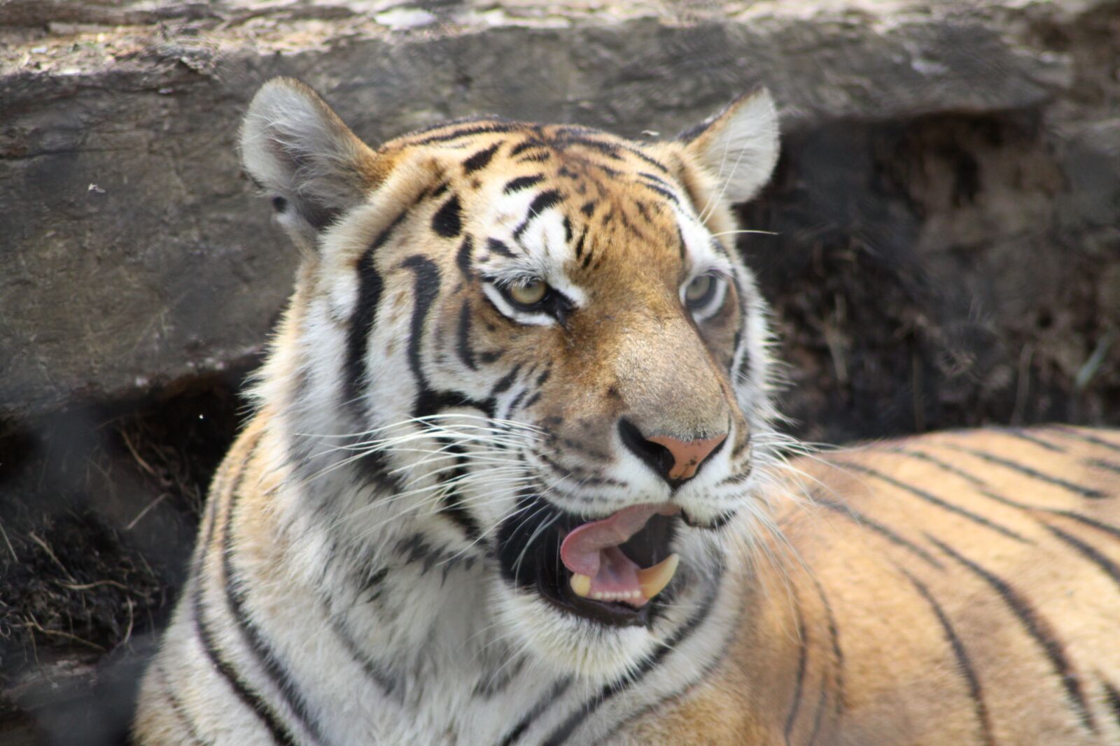Canon EOS 50D sample photo. Lion, tongue, animal photography