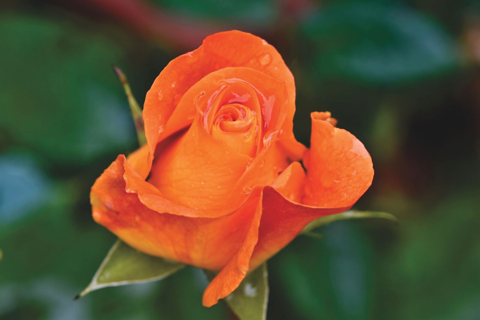 Nikon D7200 sample photo. Rose, rose bloom, garden photography